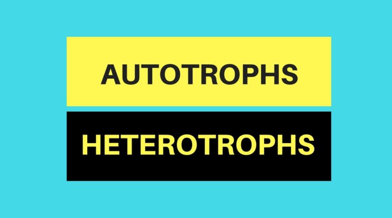 10 Diferencia principal entre autótrofos y heterótrofos con tabla