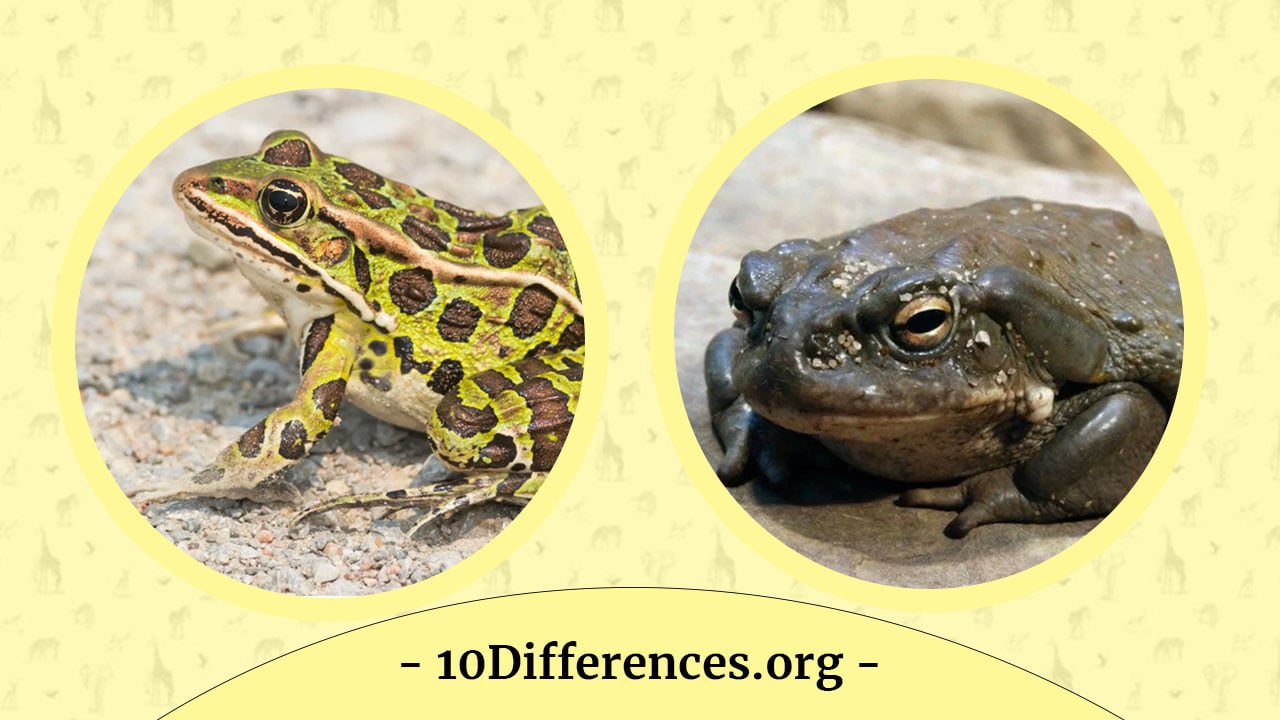 10 diferencias entre ranas y sapos 10 diferencias entre ranas y sapos