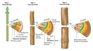 10 diferencias clave entre Cork Cambium y Vascular Cambium con tabla