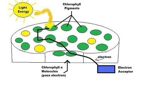 10 diferencias clave entre clorofila y cloroplasto con imágenes