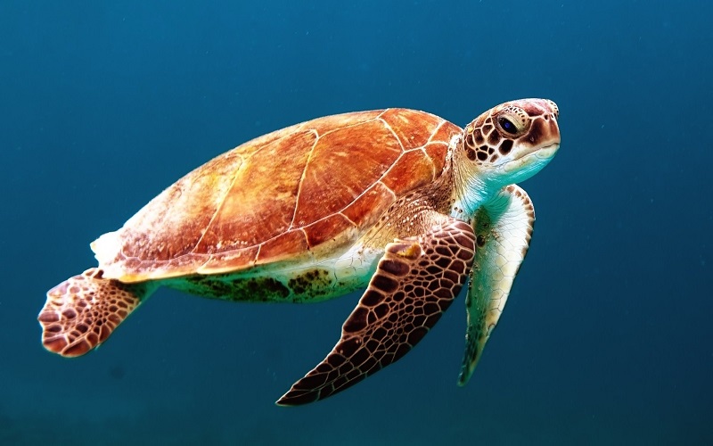 10 diferencias honestas entre tortuga y tortuga con similitudes