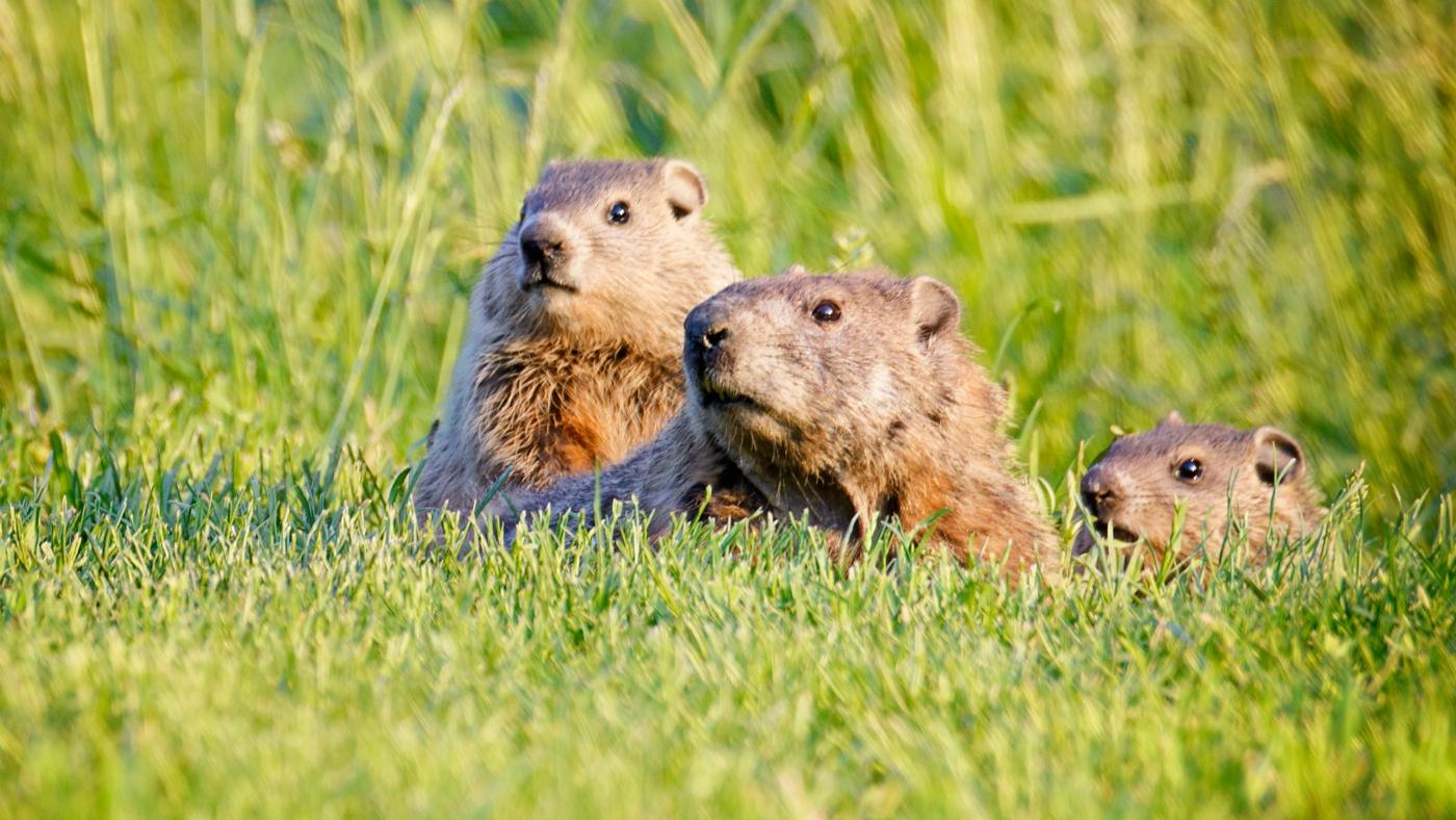 10 diferencias importantes entre Gopher y Groundhog (con mesa)