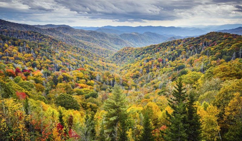10 diferencias importantes entre bosques siempreverdes y caducifolios con mesa
