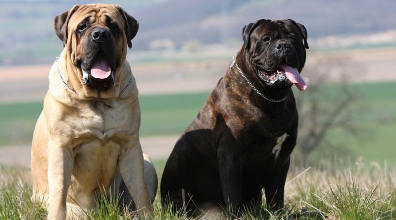 10 diferencias importantes entre bullmastiff y mastín inglés