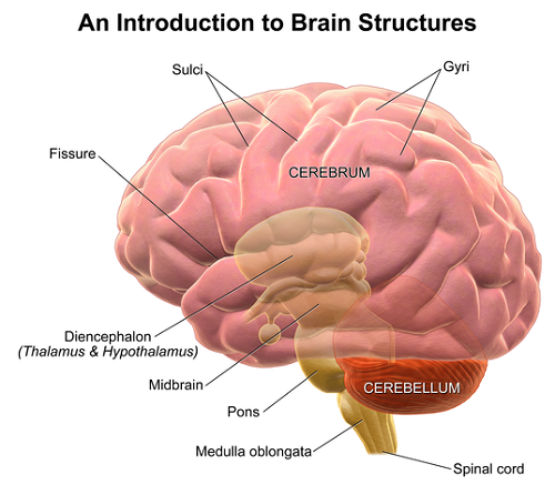 10 diferencias importantes entre el cerebro y el cerebelo
