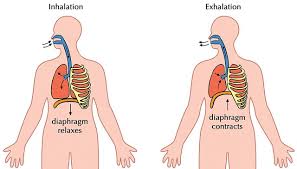 10 diferencias notables entre la inhalación y la exhalación en forma tabular