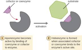 10 gran diferencia entre cofactor y coenzima con tabla