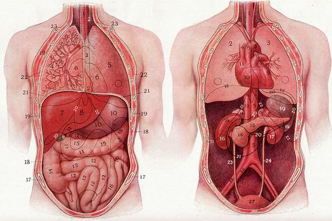 10 grandes diferencias entre abdomen y estómago con tabla