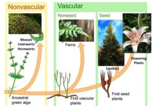 11 diferencias clave entre plantas vasculares y no vasculares
