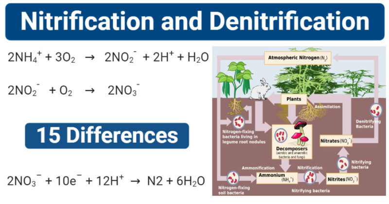 13 Diferencia entre nitrificación y desnitrificación con tabla