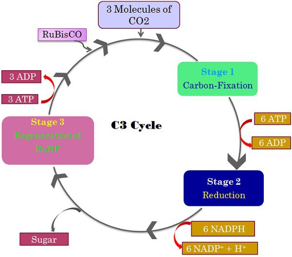 Diferencia entre las vías C3, C4 y CAM Diferencia entre las vías C3, C4 y CAM