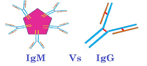 14 Diferencia mágica entre IgM e IgG con tabla de comparación