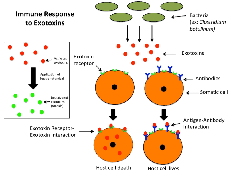15 Bad Ass Diferencia entre Endotoxina Enterotoxina y Exotoxina