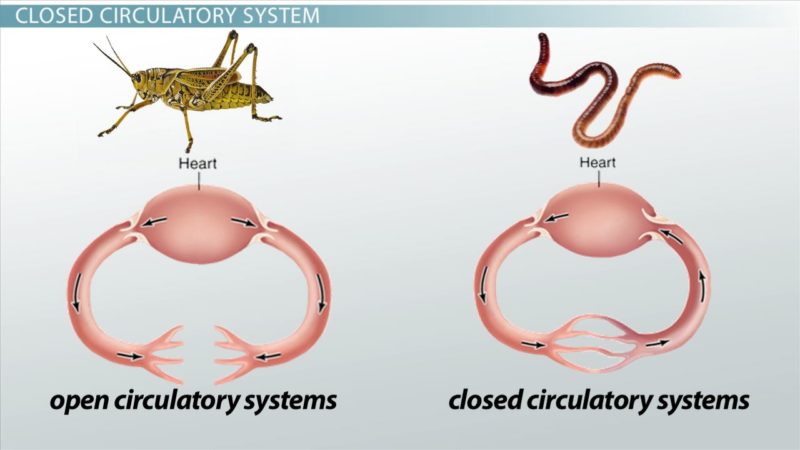 15 Diferencia crucial entre sistema circulatorio abierto y cerrado