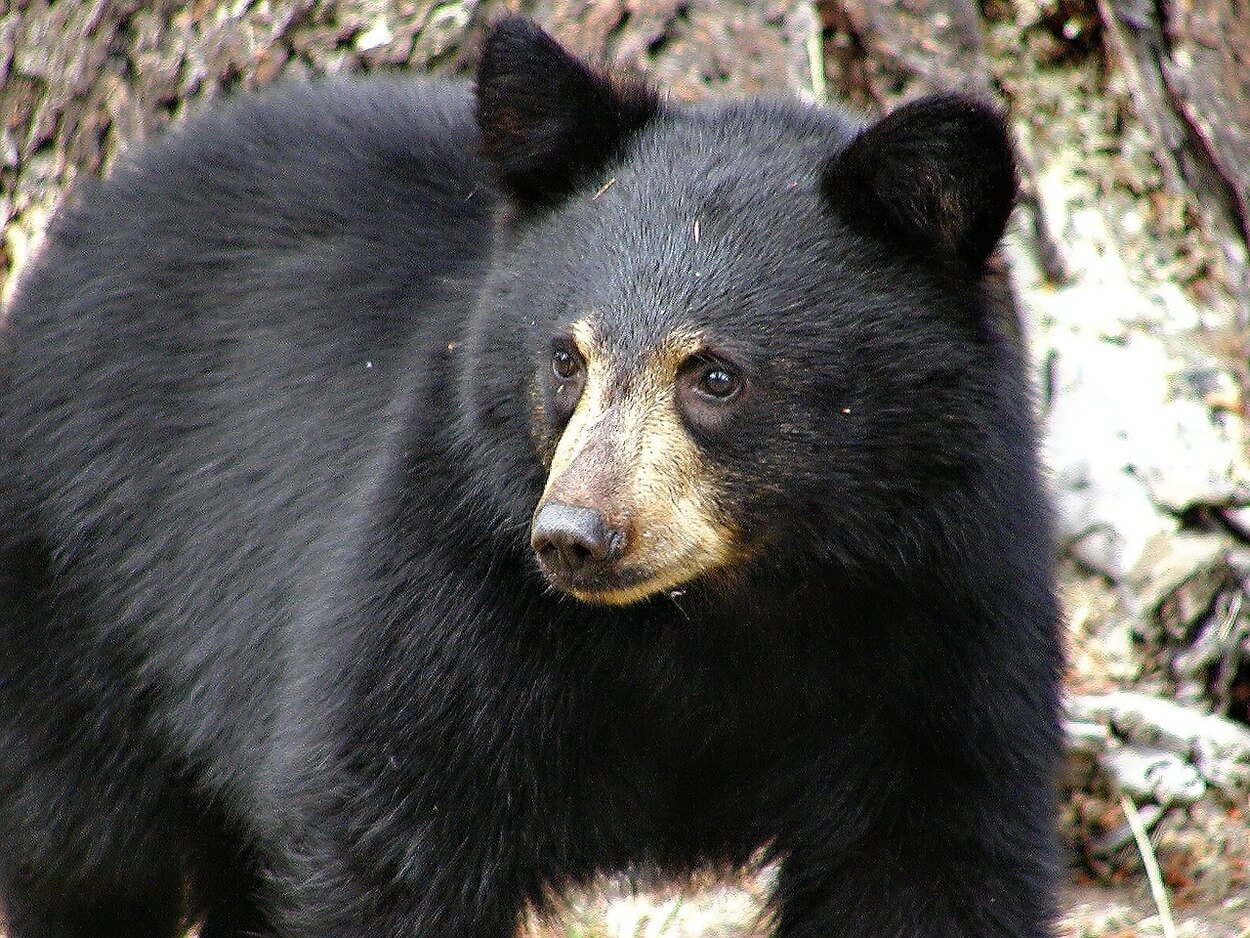 Una imagen de un oso negro.
