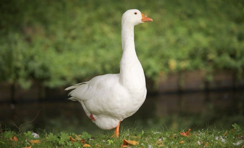 Diferencia entre pato y ganso 2 ganso