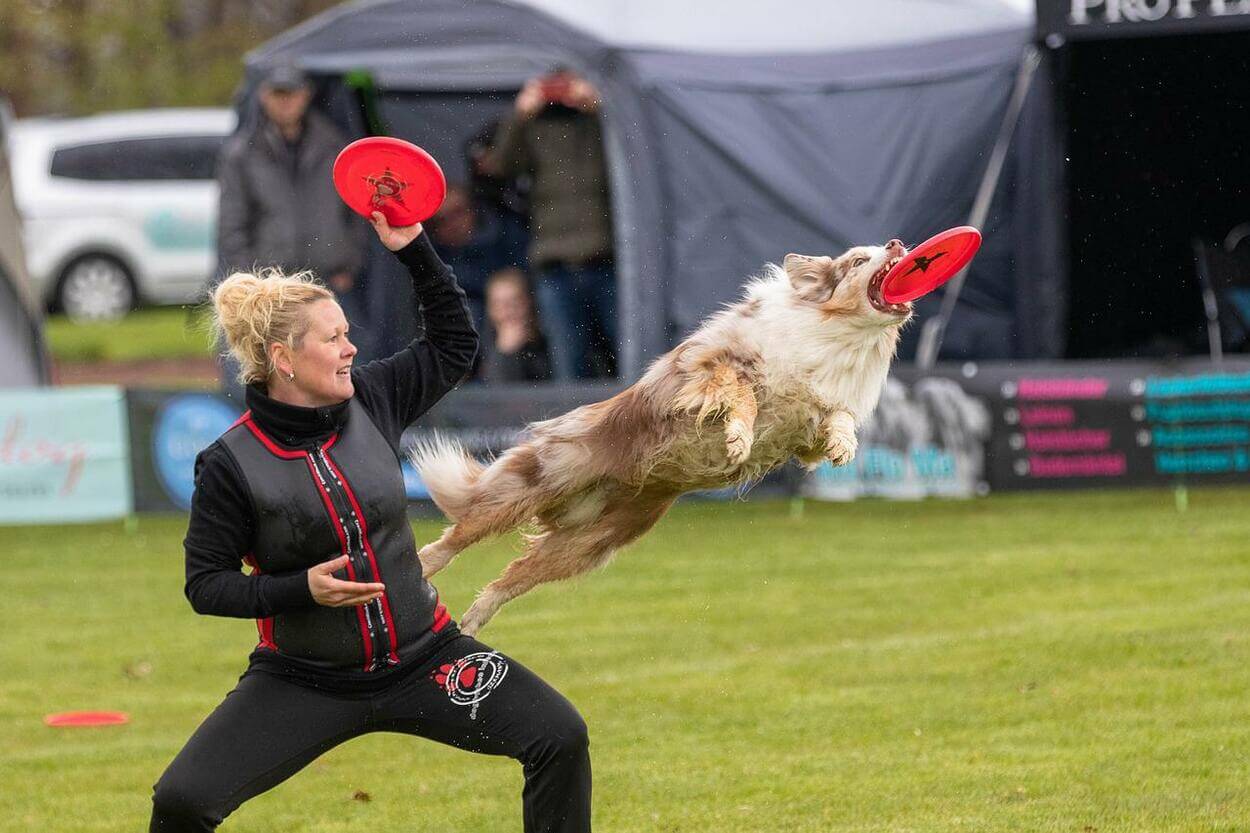 Una imagen de un perro saltando con un disco en la boca.