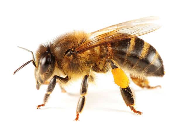 abeja