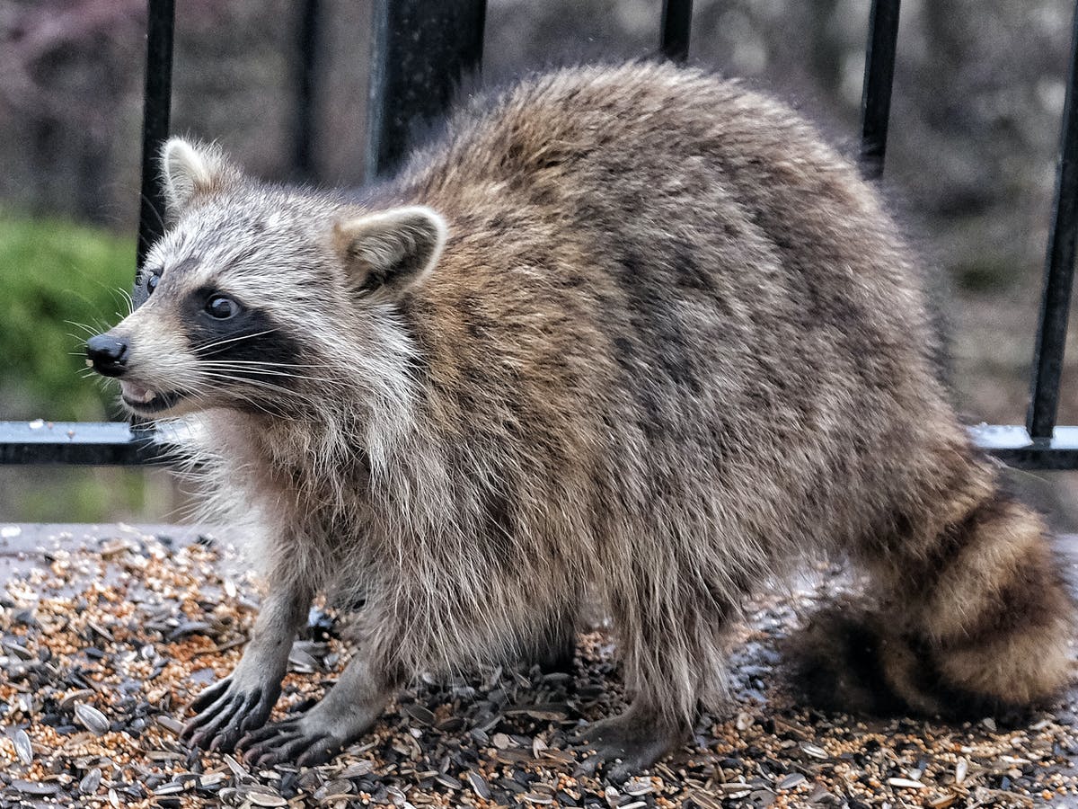 Diferencia entre zarigüeya y mapache 