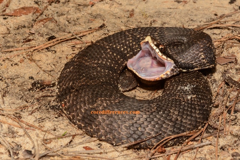Hoja de cuidado de la serpiente nariz de cerdo (una guía de lectura obligada) Hoja de cuidado de la serpiente nariz de cerdo