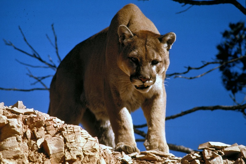 5 diferencias estructurales entre puma y león de montaña con similitudes Diferencia entre puma y león de montaña