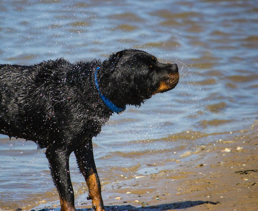 Un rottweiler romano bañándose en la playa