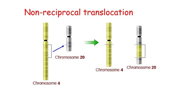 5 Principales diferencias entre translocación recíproca y no recíproca Diferencia entre translocación recíproca y no recíproca
