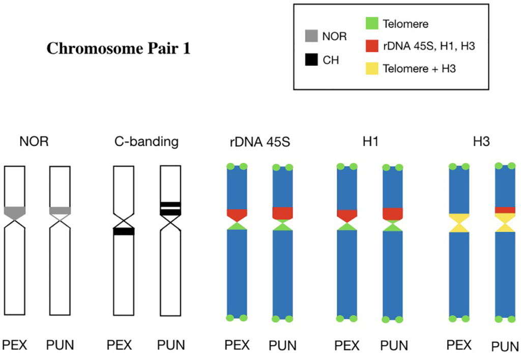 Diferencia entre mapeo genético y físico