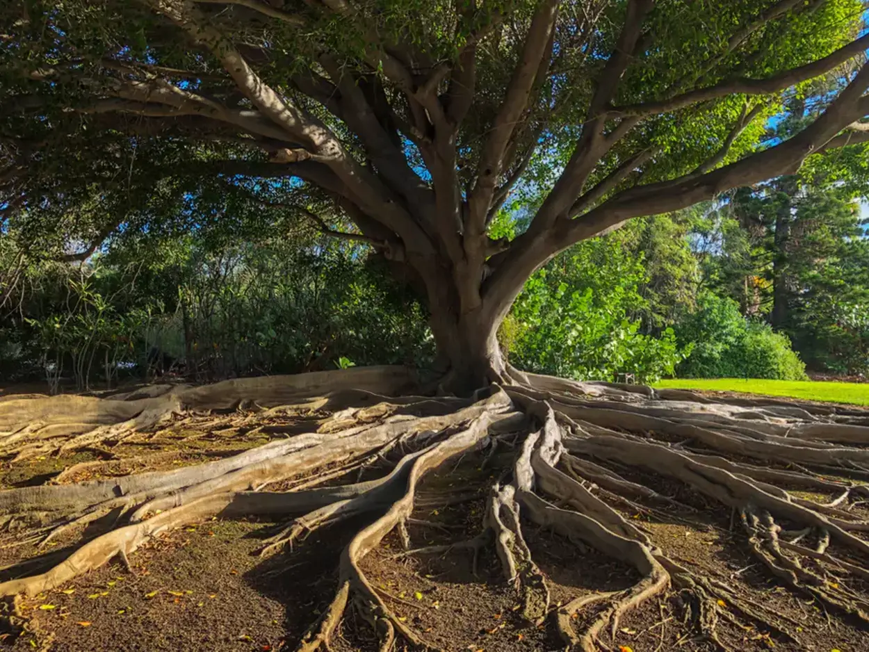 El árbol de la vida se encontró en el jardín del Edén.