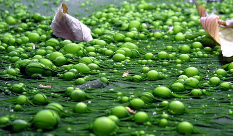 lago eutrófico (diferencia entre lagos oligotróficos y eutróficos)