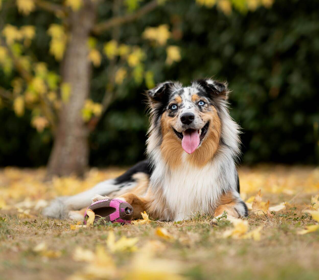un pastor australiano