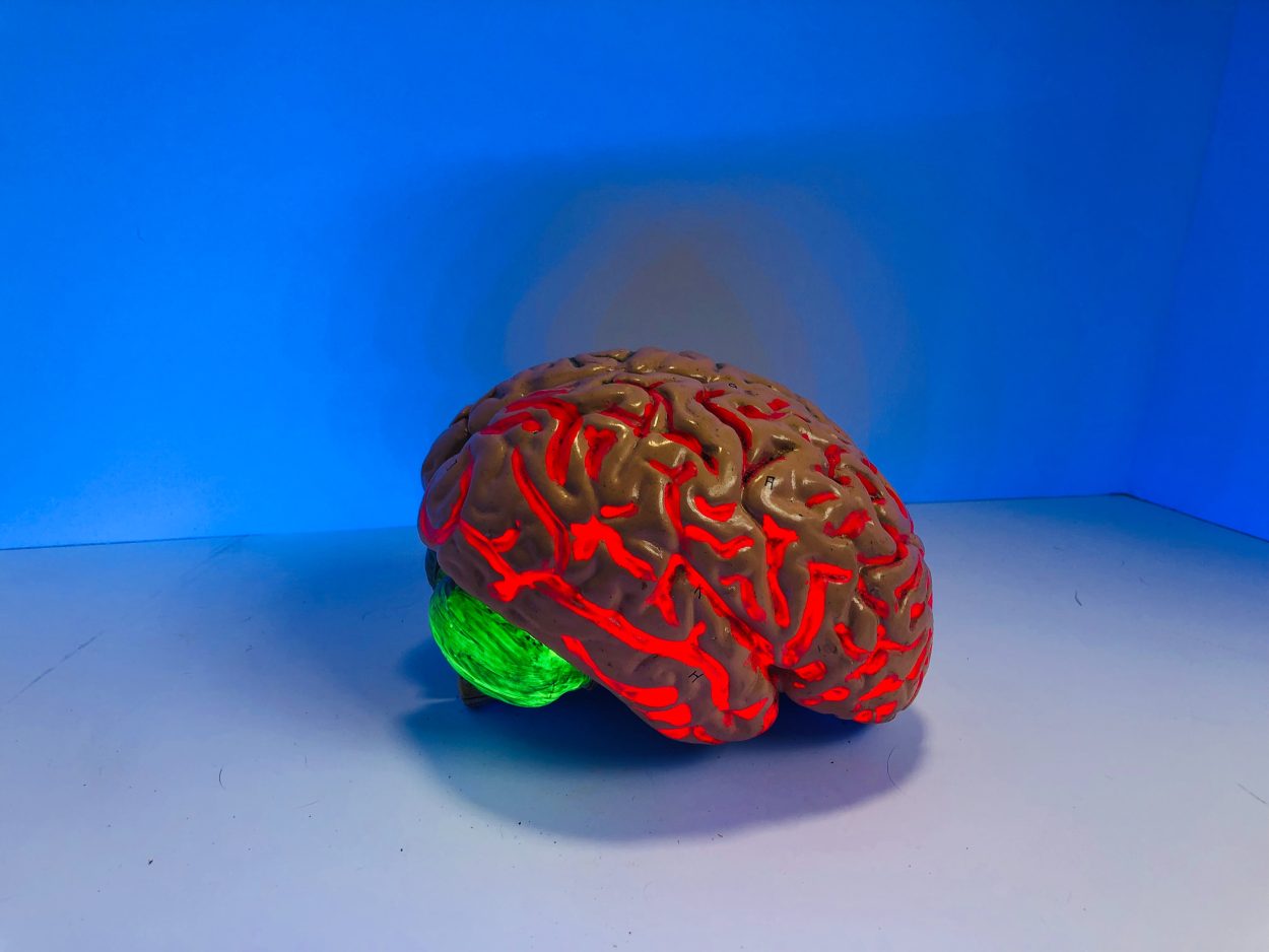 un modelo de juguete del cerebro