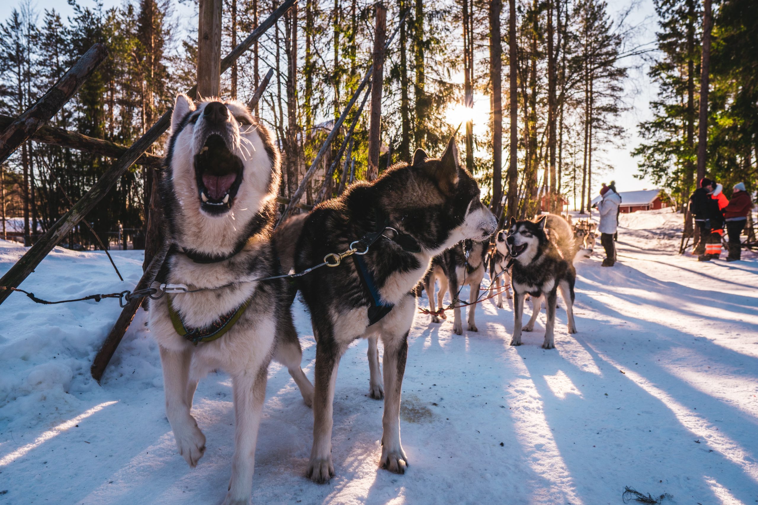Dos perros esquimales agutíes