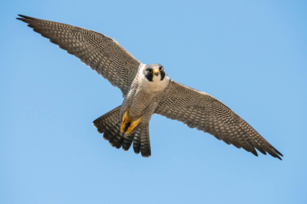 Un halcón, un gavilán y un águila: ¿cuál es la diferencia? – Todas las diferencias Una imagen que muestra un halcón peregrino en modo de vuelo.