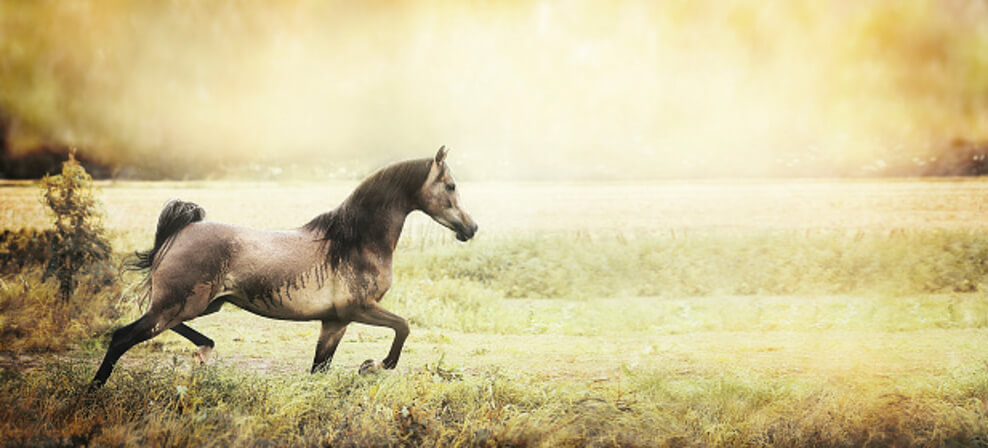Una imagen de un caballo corriendo en un campo.