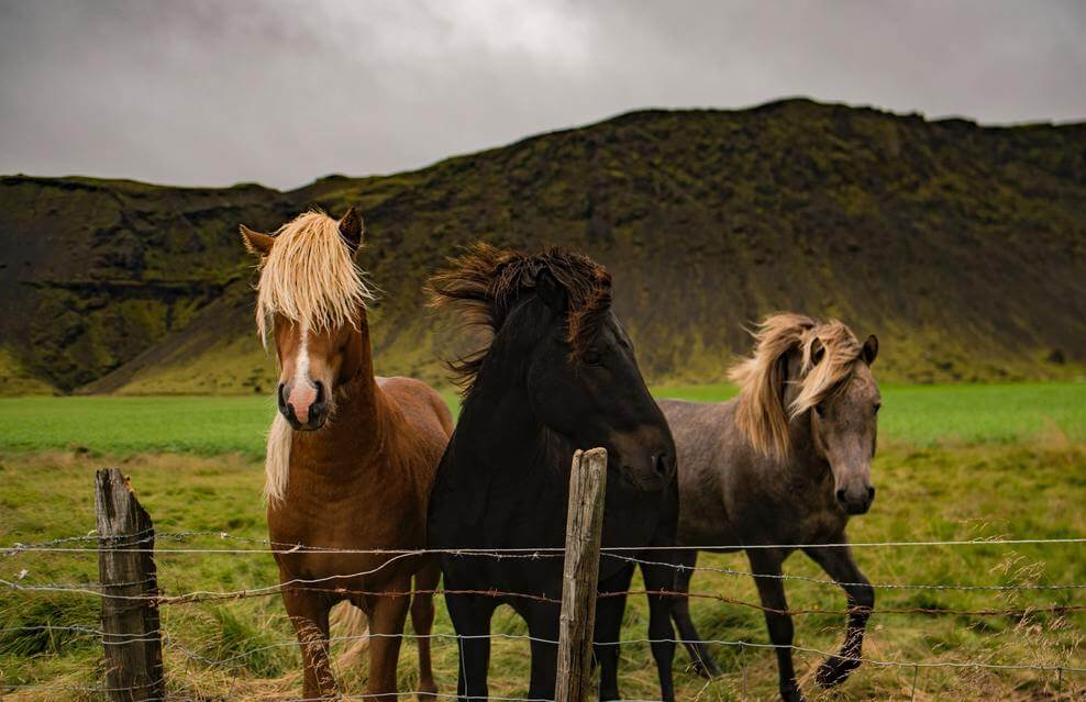 Una foto de tres caballos.