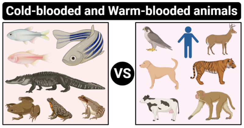 17 Diferencia crucial entre animales de sangre fría y de sangre caliente