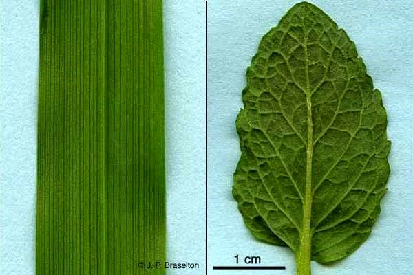 17 Diferencia estructural entre la hoja monocotiledónea y la hoja dicotiledónea en forma tabular