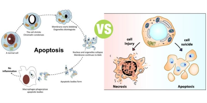 Diferencia entre necrosis y apoptosis