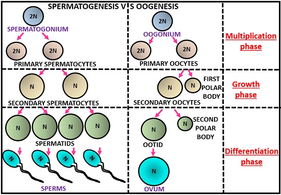 20 Enorme diferencia entre la ovogénesis y la espermatogénesis en forma tabular
