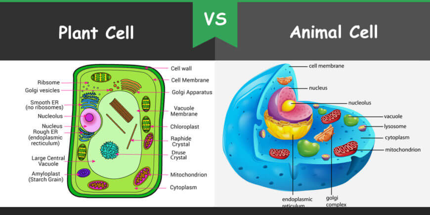 20 La mayor diferencia entre la célula vegetal y la célula animal con la tabla de comparación diferencia entre celula vegetal y celula animal