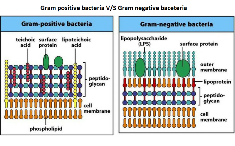 20 diferencias clave entre las paredes celulares de las bacterias grampositivas y gramnegativas Diferencia entre la pared celular de bacterias Gram positivas y Gram negativas