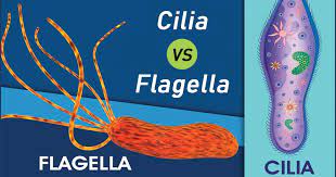 21 Diferencia entre cilios y flagelos (con tabla)