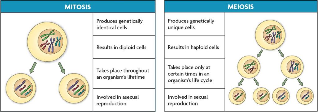 25 Diferencia notable entre mitosis y meiosis