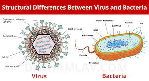 30 Diferencia entre bacterias y virus (con tabla)