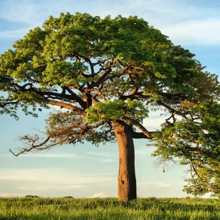 ¿Cuál es la diferencia entre “El árbol de la vida” y “El árbol del conocimiento del bien y del mal”? (Hechos revelados) – Todas las diferencias ¿Cuál es la diferencia entre “El árbol de la vida” y “El árbol del conocimiento del bien y del mal”? (Hechos revelados) – Todas las diferencias
