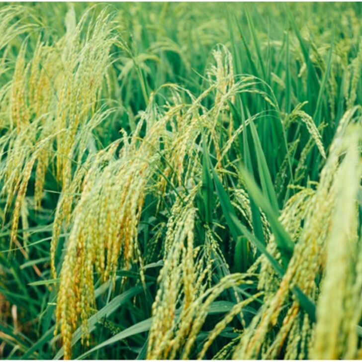 Sela Basmati Rice vs. Rice Without a Sela Label/Regular Rice (Diferencia detallada) – Todas las diferencias