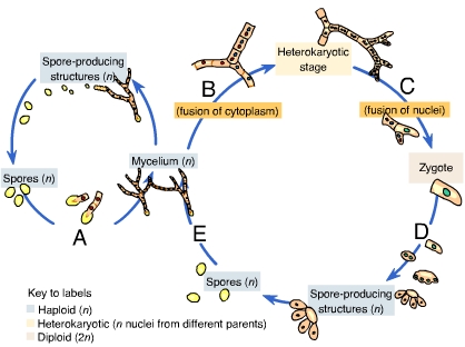 4 Diferencia crucial entre heterocariota y dicariota con tabla