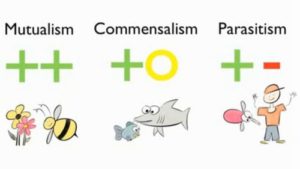 5 Diferencia entre mutualismo, comensalismo y parasitismo con tabla