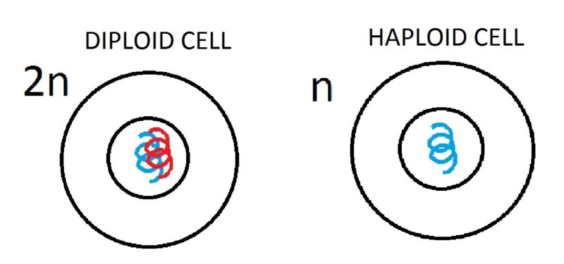 5 diferencias importantes entre células haploides y diploides en forma tabular